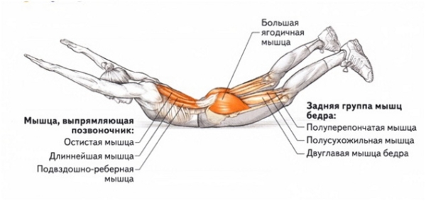 Обратная гиперэкстензия. Техника для ягодиц