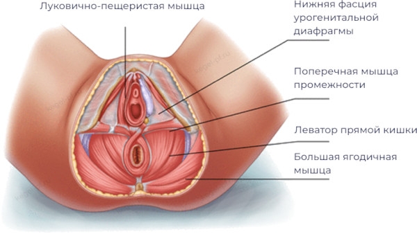 Перинеопластика (пластика промежности). Что это, цена