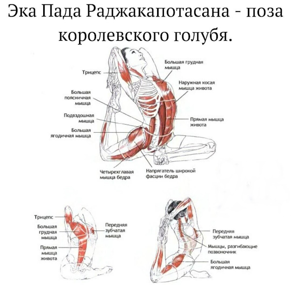 Поза голубя в йоге. Техника выполнения для начинающих