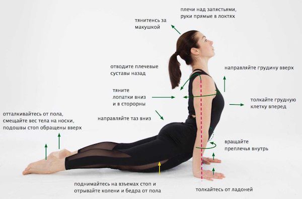 Поза кобры в йоге. Техника выполнения, польза, фото