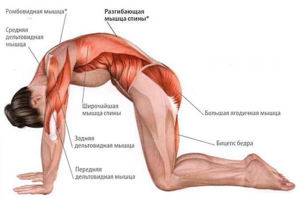 Поза кошки в йоге. Фото, польза для начинающих