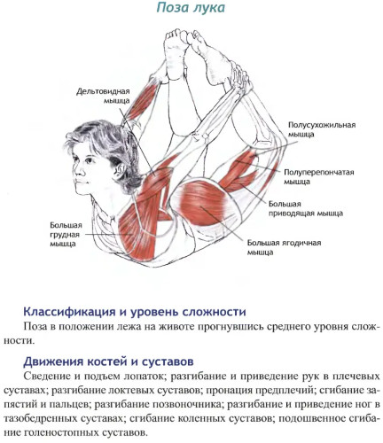 Поза лука в йоге. Фото, польза, техника