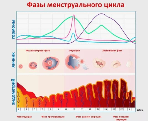 Зачем составлять график своего менструального цикла