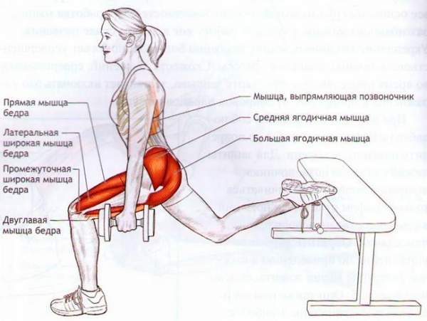 Приседание на одной ноге. Техника выполнения, какие мышцы работают