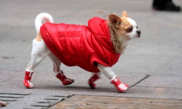 Следует ли одевать собаку в холодную погоду