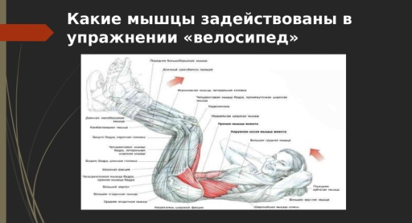 Велосипед упражнение на пресс, для ног. Техника, какие мышцы работают